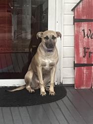 Found/Stray Female Dog last seen Westside KRT Bus Garage, Charleston, WV 25301
