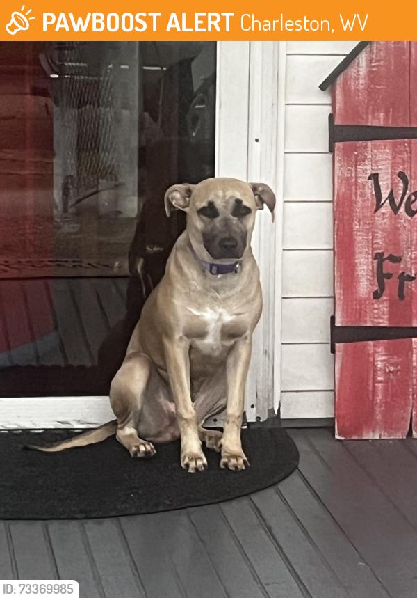 Found/Stray Female Dog last seen Westside KRT Bus Garage, Charleston, WV 25301