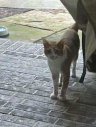 Found/Stray Unknown Cat last seen Near Skipper Jack Dr, Montgomery, TX 77316