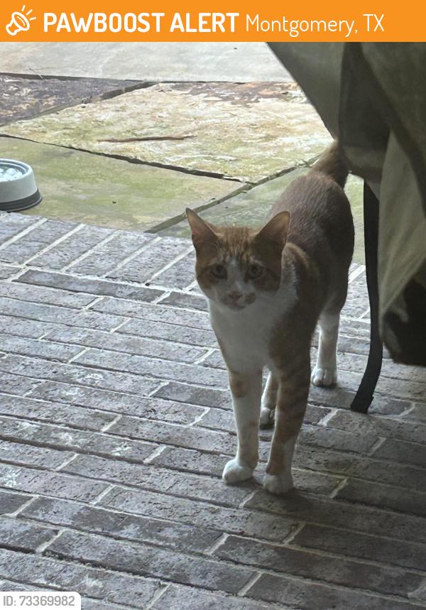 Found/Stray Unknown Cat last seen Near Skipper Jack Dr, Montgomery, TX 77316
