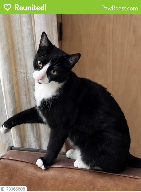 Reunited Male Cat last seen Pacific Ave and Brooks Ave, Los Angeles, CA 90291