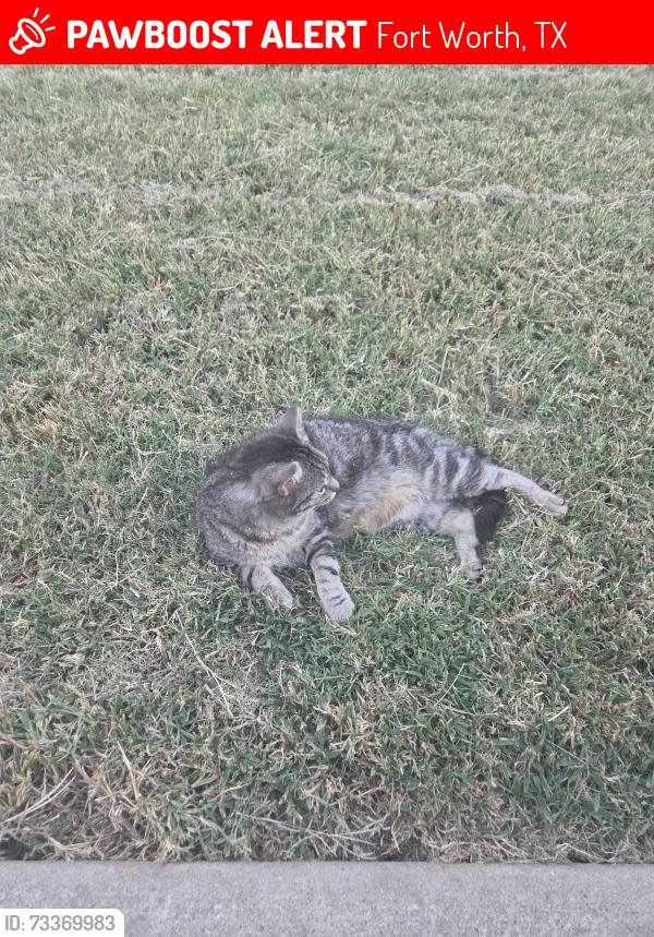 Lost Male Cat last seen Garden spring Dr, Fort Worth, TX 76123