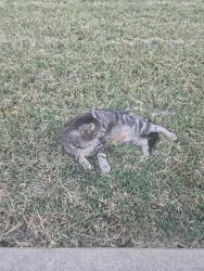 Lost Male Cat last seen Garden spring Dr, Fort Worth, TX 76123