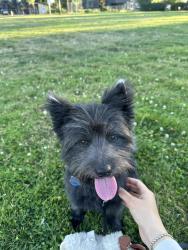 Reunited Male Dog last seen Intersection between Hawthorne Ave and Silverton Rd, Salem, OR 97303
