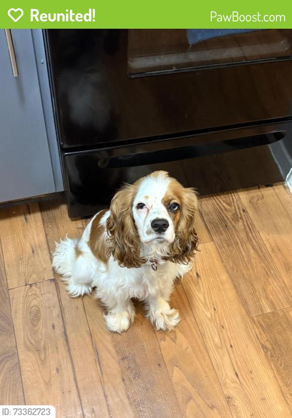 Reunited Female Dog last seen Pioneer, Irving, TX 75061