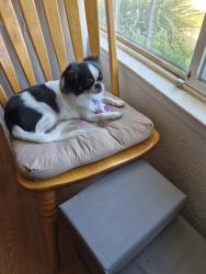 Reunited Male Dog last seen Near Maserati Ct, Modesto, CA 95356, USA, Modesto, CA 95356