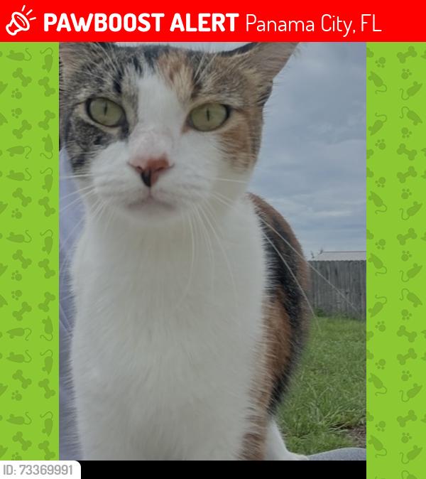 Lost Female Cat last seen Covenant Christian School, Panama City, FL 32405