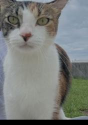 Lost Female Cat last seen Covenant Christian School, Panama City, FL 32405