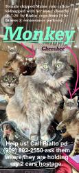 Lost Female Cat last seen Rennassance parkway and Ayala Rialto ca, San Bernardino, CA 92408