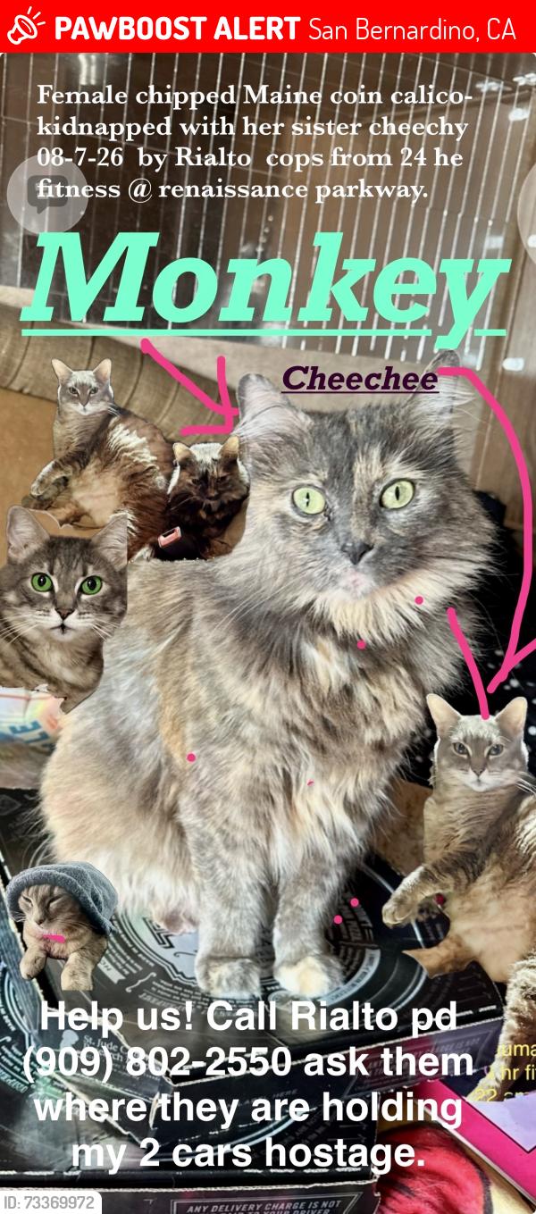 Lost Female Cat last seen Rennassance parkway and Ayala Rialto ca, San Bernardino, CA 92408
