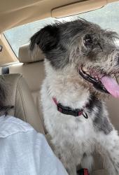 Reunited Male Dog last seen Parker @ Bauman/McGallion, Houston, TX 77076