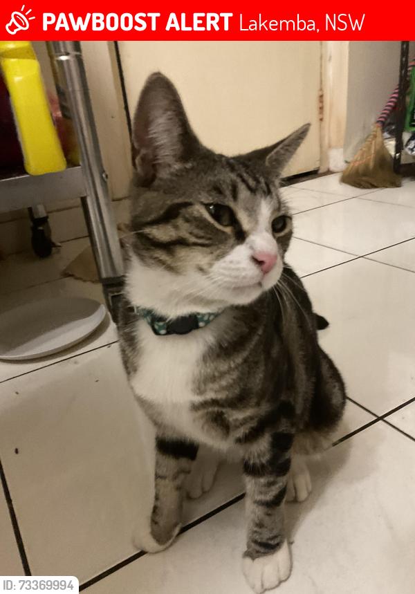 Lost Male Cat last seen Lakemba, Lakemba, NSW 2195