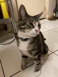 Lost Male Cat last seen Lakemba, Lakemba, NSW 2195