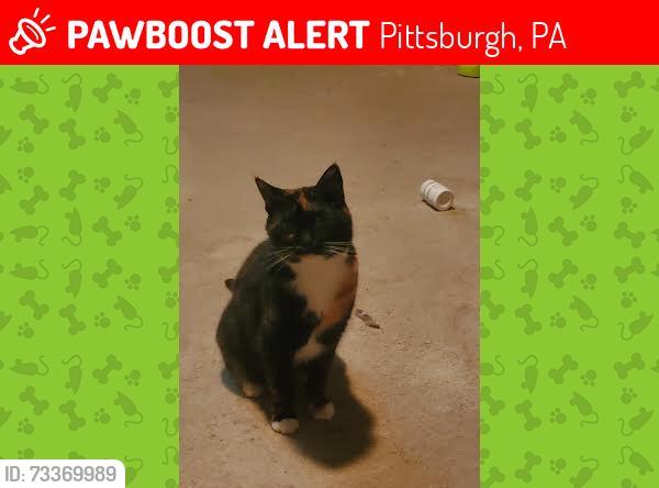 Lost Female Cat last seen Suismon and Middle, Pittsburgh, PA 15212