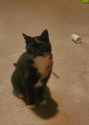 Lost Female Cat last seen Suismon and Middle, Pittsburgh, PA 15212