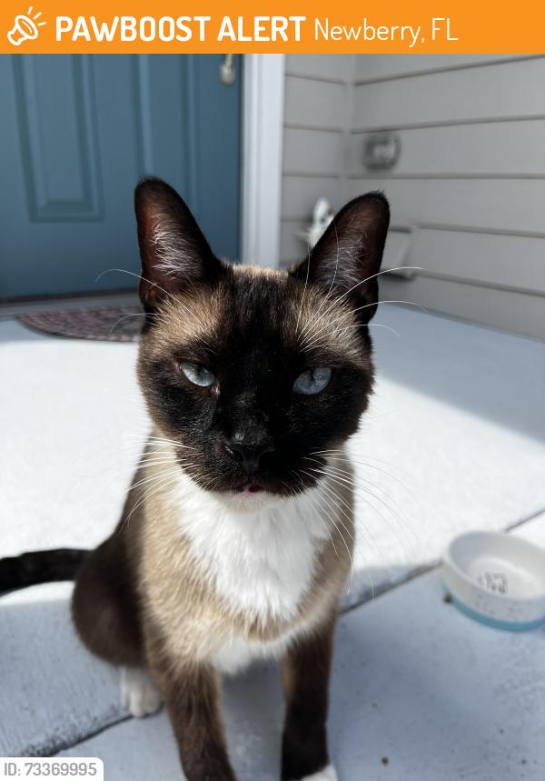 Found/Stray Male Cat last seen Country Way, Newberry, FL 32669