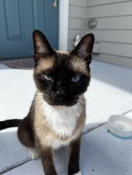 Found/Stray Male Cat last seen Country Way, Newberry, FL 32669