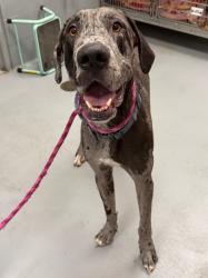 Shelter Stray Male Dog last seen Midwest City, 8485 E Reno Ave, Midwest City, OK 73110, USA