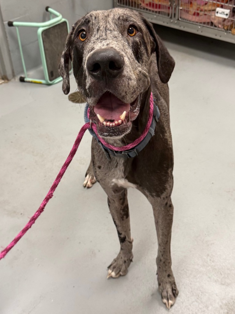 Shelter Stray Male Dog last seen Midwest City, 8485 E Reno Ave, Midwest City, OK 73110, USA