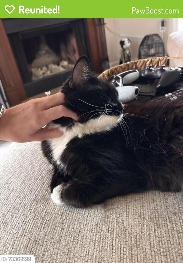 Reunited Female Cat last seen Hilaman Golf Course, Tallahassee, FL 32301