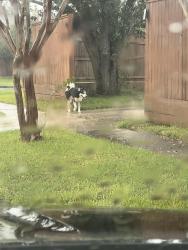 Found/Stray Male Dog last seen Potomac and Floyd, Brittany Bay area, League City, TX 77573
