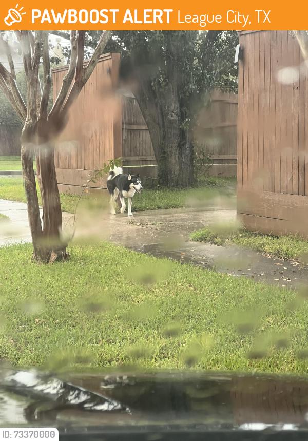 Found/Stray Male Dog last seen Potomac and Floyd, Brittany Bay area, League City, TX 77573