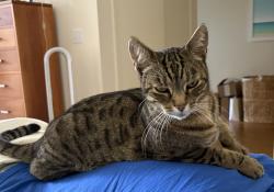 Reunited Male Cat last seen 28th St between Noe and Castro (the interior block between Valley and 28th St) in San Francisco, CA., San Francisco, CA 94131