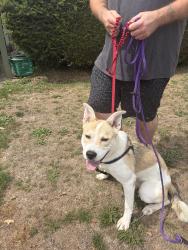 Lost Female Dog last seen River Rd., Richmond, Richmond, BC 