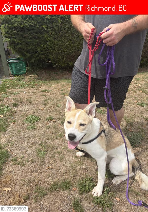 Lost Female Dog last seen River Rd., Richmond, Richmond, BC 