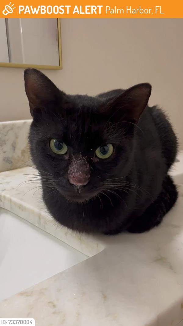 Found/Stray Male Cat last seen Innisbrook, Palm Harbor, FL 34683