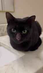 Found/Stray Male Cat last seen Innisbrook, Palm Harbor, FL 34683