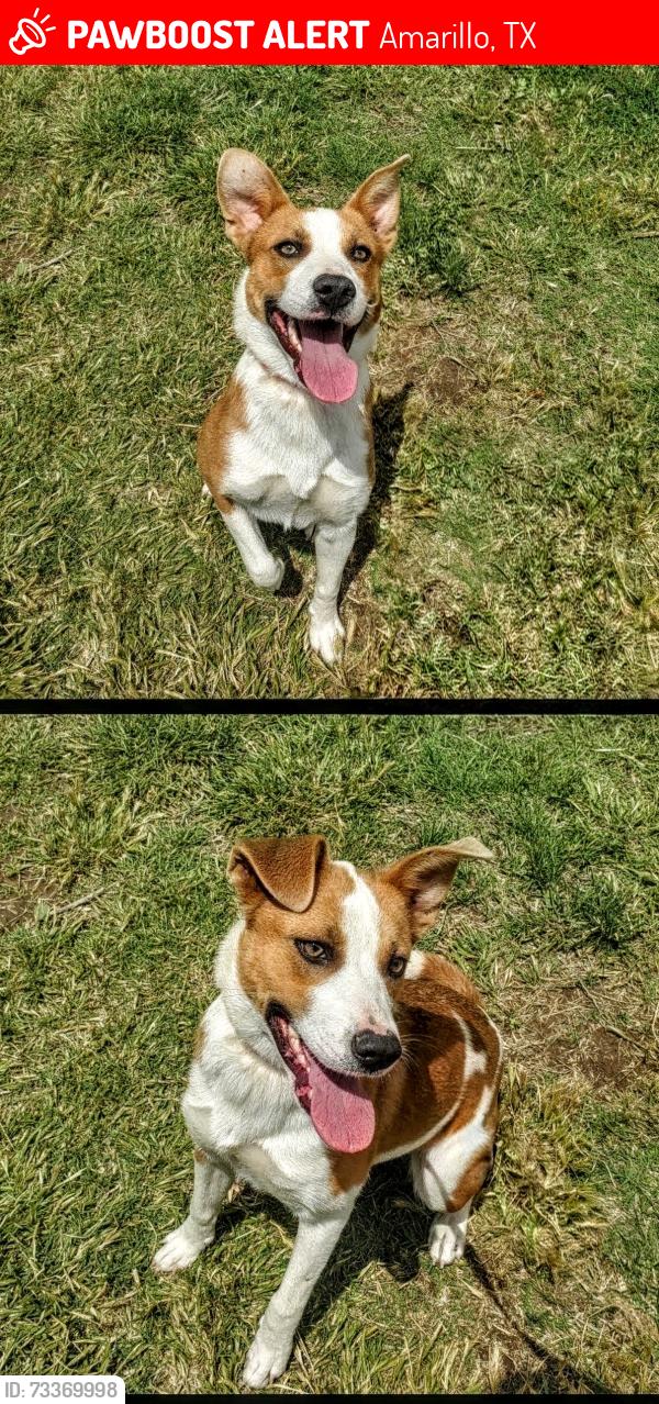 Lost Female Dog last seen Sunset Terrace & SW 10th Ave, Amarillo, TX 79106