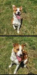 Lost Female Dog last seen Sunset Terrace & SW 10th Ave, Amarillo, TX 79106