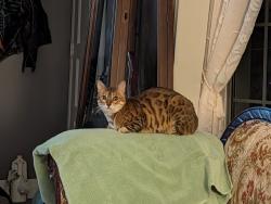 Lost Female Cat last seen Mountain Ave and Collegiate Ave, Hamilton, ON 