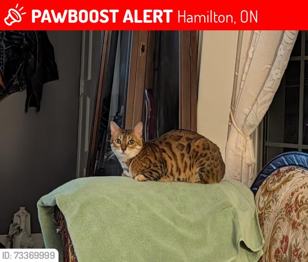 Lost Female Cat last seen Mountain Ave and Collegiate Ave, Hamilton, ON 