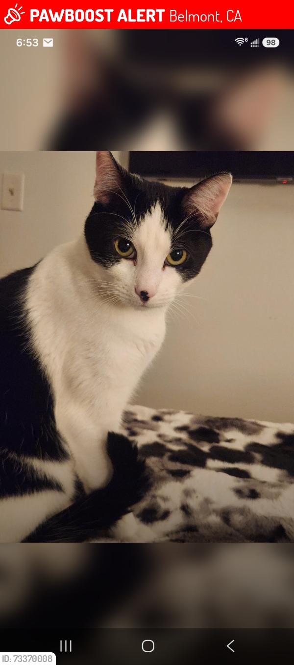 Lost Male Cat last seen Alameda near Carlmont high school, Belmont, CA 94002