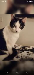 Lost Male Cat last seen Alameda near Carlmont high school, Belmont, CA 94002