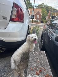 Reunited Male Dog last seen Near block of Nicholson, Hyattsville, MD 20782