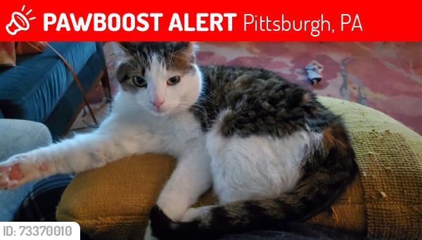 Lost Male Cat last seen Suismon and Middle, Pittsburgh, PA 15212