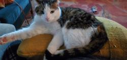 Lost Male Cat last seen Suismon and Middle, Pittsburgh, PA 15212
