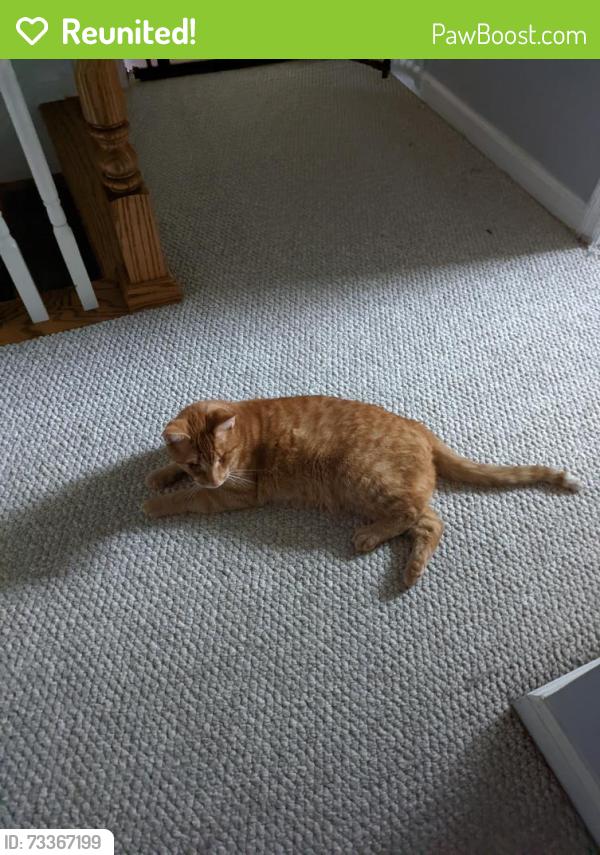 Reunited Male Cat last seen Detar rd, Gilbertsville, PA 19525