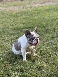 Lost Male Dog last seen 1942, Barrett area, Crosby, TX 77532
