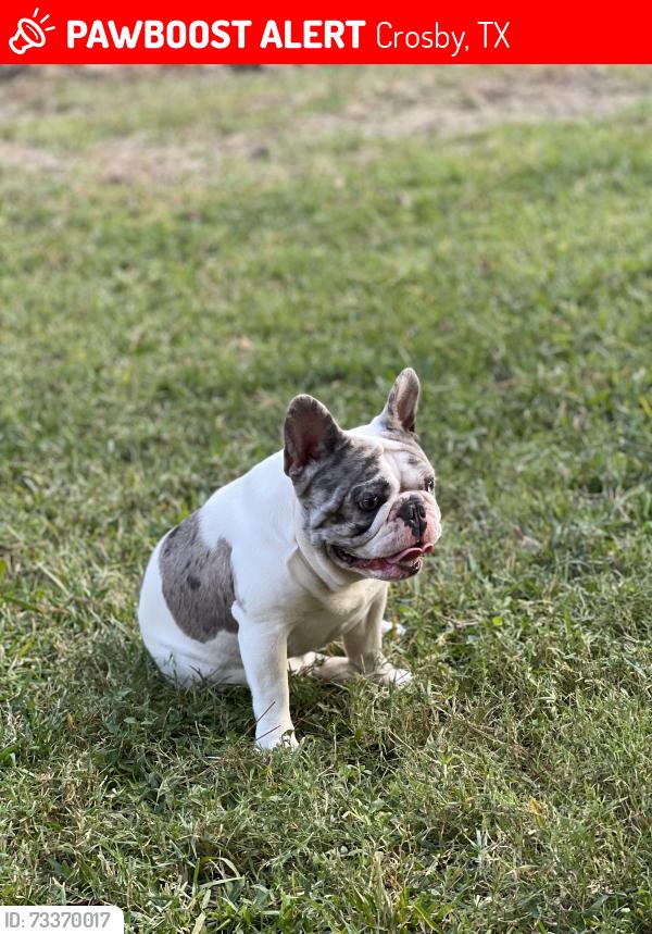 Lost Male Dog last seen 1942, Barrett area, Crosby, TX 77532