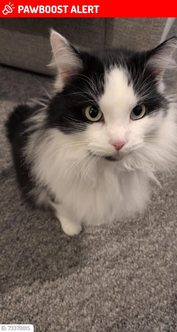 Lost Female Cat last seen Thomas Dacsher Way, Hardingstone, England 