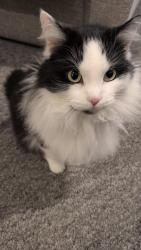 Lost Female Cat last seen Thomas Dacsher Way, Hardingstone, England 
