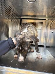 Shelter Stray Male Dog last seen Near BLOCK SW 24TH ST, OKLAHOMA CITY OK 73108, 2811 SE 29th St, Oklahoma City, OK 73129, USA