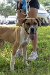 Shelter Stray Male Dog last seen CHARLOTTE, 8315 Byrum Dr, Charlotte, NC 28217, USA