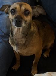 Found/Stray Female Dog last seen Clarine and Hollywood Dr, Goose Creek, SC 29445
