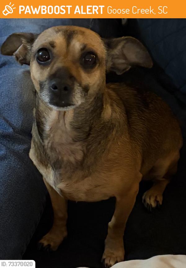 Found/Stray Female Dog last seen Clarine and Hollywood Dr, Goose Creek, SC 29445