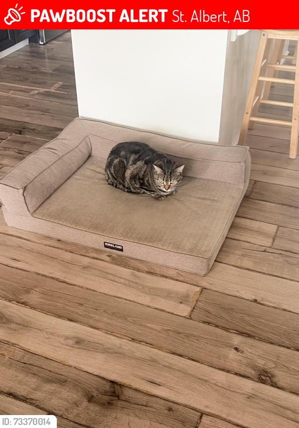 Lost Male Cat last seen St. Albert , akinsdale, St. Albert, AB 